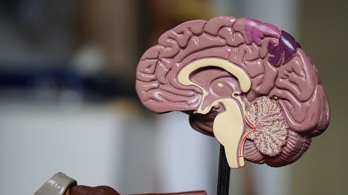 A cross-section model of the human brain