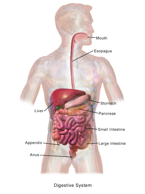 A diagram of the digestive system