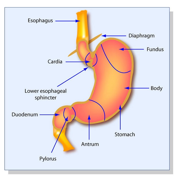 a diagram of a stomach