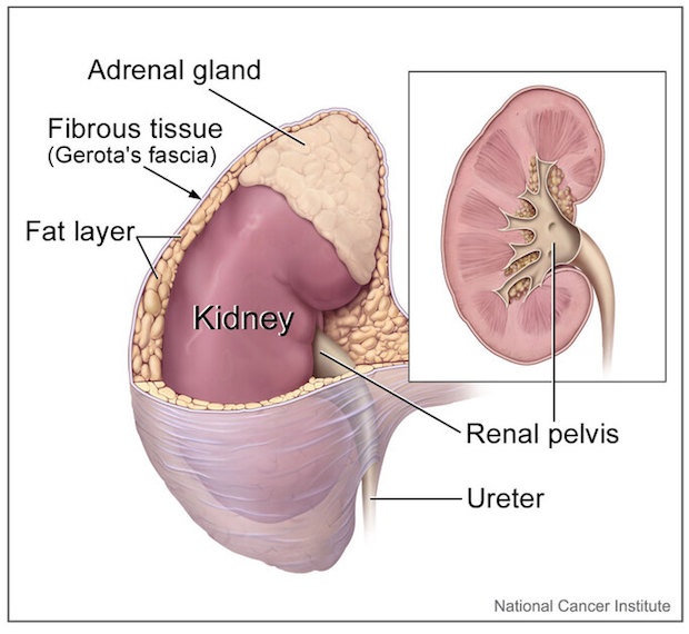 a diagram showing where the adrenal gland is located