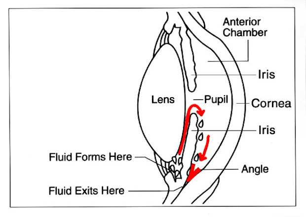 a diagram of the eye’s structures