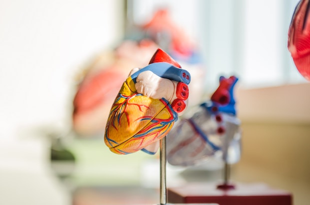 A plastic model of the heart